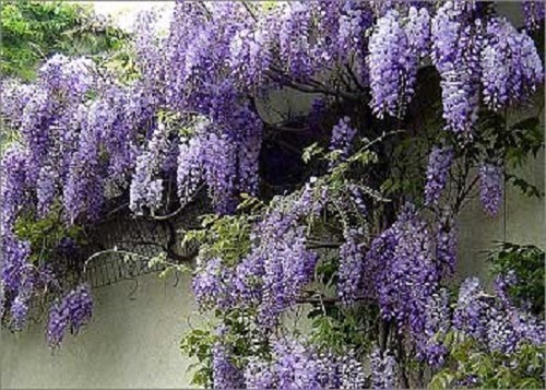 Wisteria sinensis blue - wisteria,