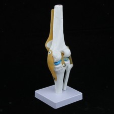 Life Size 1:1 Knee Joint