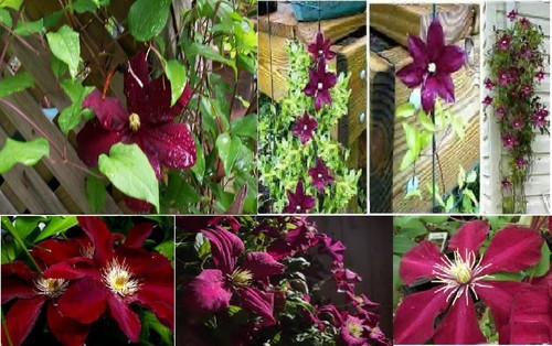 Red wine burgundy clematis - burgundy,