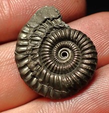 Crucilobiceras pyrite ammonite