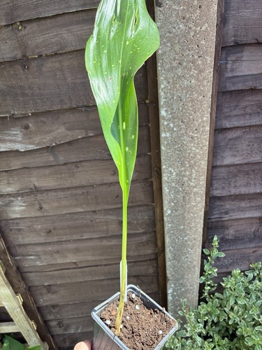 Aspidistra yuli yummy just - 'yuli,