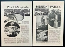 War Pigeons 1935 pictorial