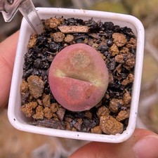 Exact Plant, Conophytum