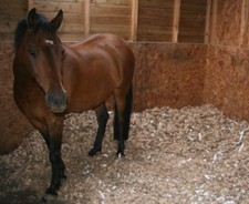 Horse bedding 100 recycled - -, 100%