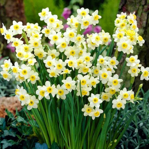 Narcissus minnow dwarf rockery - narcissus,