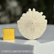 Fossil Echinoid Sand Dollar -