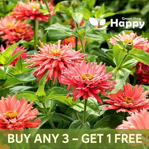 Zinnia senorita super - -,
