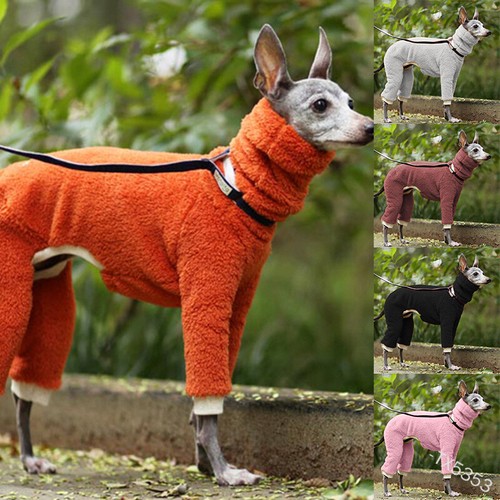 Pet dog winter - dog, sweater