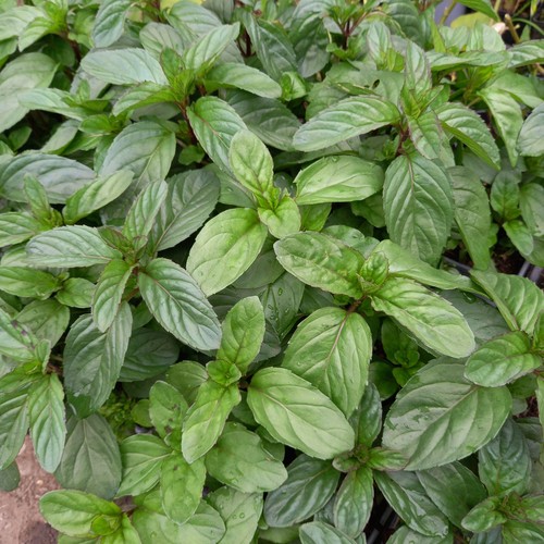 Basil mint mentha - basil,