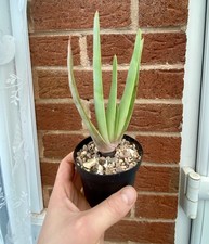 Aloe plicatilis 17cm Young Seed Grown Plant