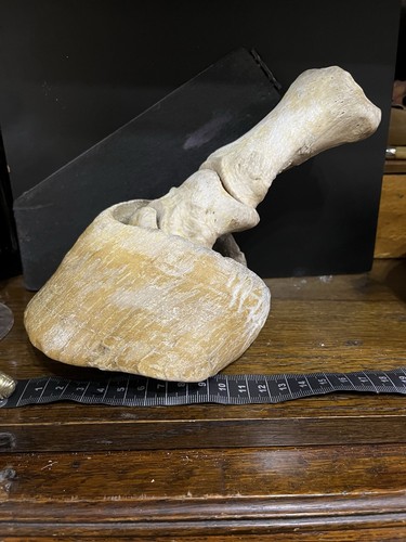 Real horse skeleton - horse, hoof