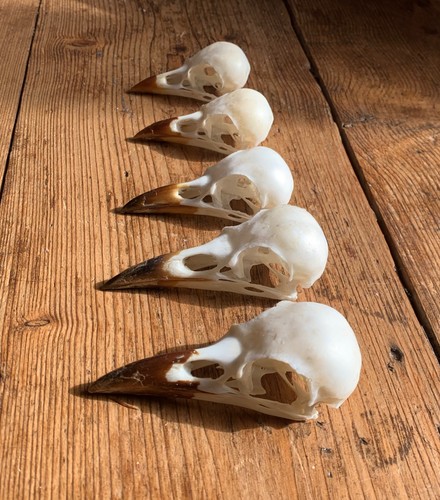 Taxidermy skulls 5 - skulls, x