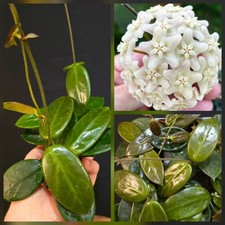 Hoya Vangviengien. 1x Large