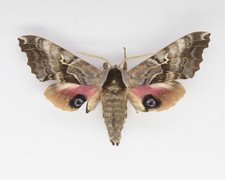 Sphingidae - Smerinthus