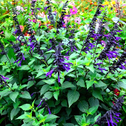 Salvia amistad sage - salvia,