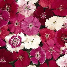 DIANTHUS "Scented Charm" Sweet