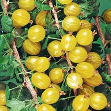 Gooseberry 'Hinnonmaki Yellow'