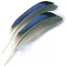 Mallard Duck Blue Wing