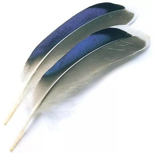 Mallard duck blue wing - duck,