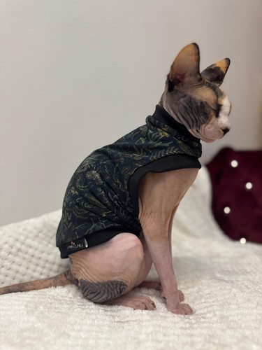Cotton sphynx cat - cotton,