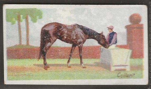Wills australian horses - wills, australian-horses