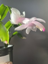 Christmas Cactus “Sanne” Rooted Cutting