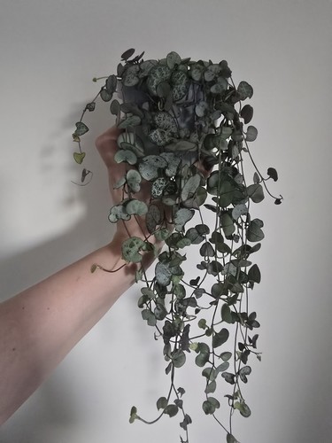 Ceropegia woodii silver glory - silver,