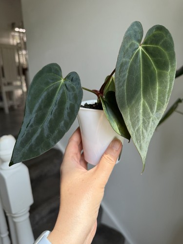 Anthurium papi dark crystal - papi,