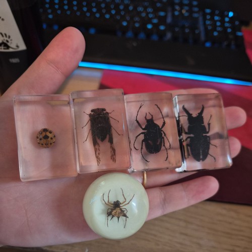 Resin insect specimen blocks - insect,