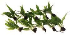 Java Fern Live Aquarium
