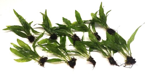 Java fern live - live, aquarium