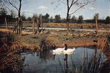 J ARTHUR DIXON BIRD ETC POSTCARD WILDFLOWER TRUST USED UNUSED GOODPLUS VERY GD