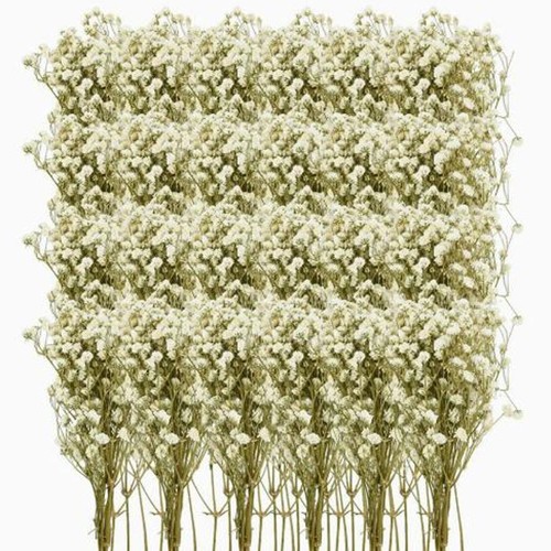 100pcs natural dried baby - natural, baby’s