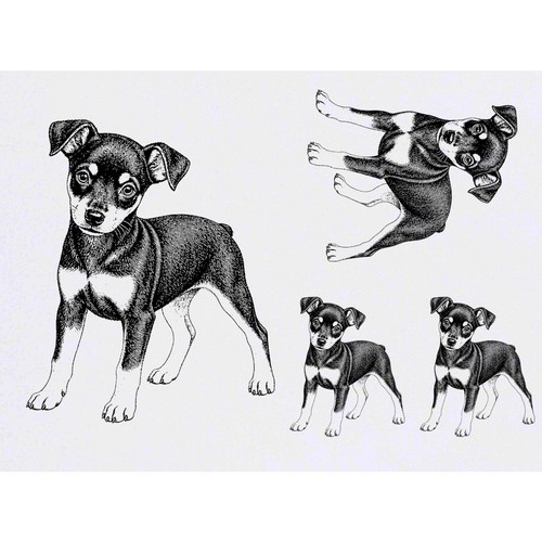Miniature pinscher puppy - x, puppy'
