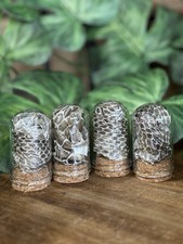 Snake Skin Shed Vials Domes