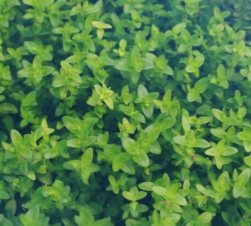 Bacopa caroliniana live - bacopa,