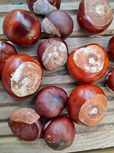 Chestnut tree seeds brown - chestnut,