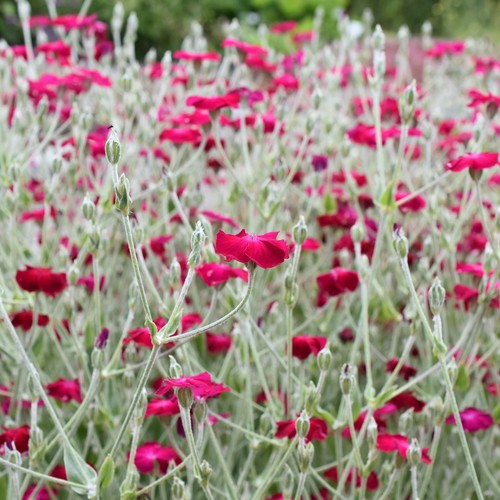 Lychnis coronaria rose campion