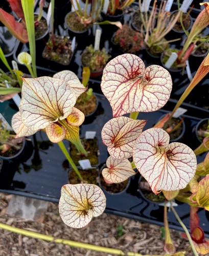 Sarracenia adrian slack - x,