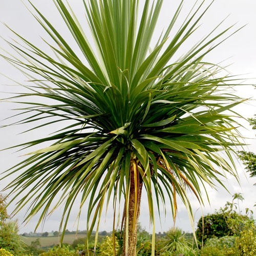 Cordyline australis seeds - seeds, –
