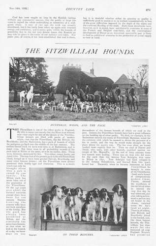 Fox hunting meet the - fox,