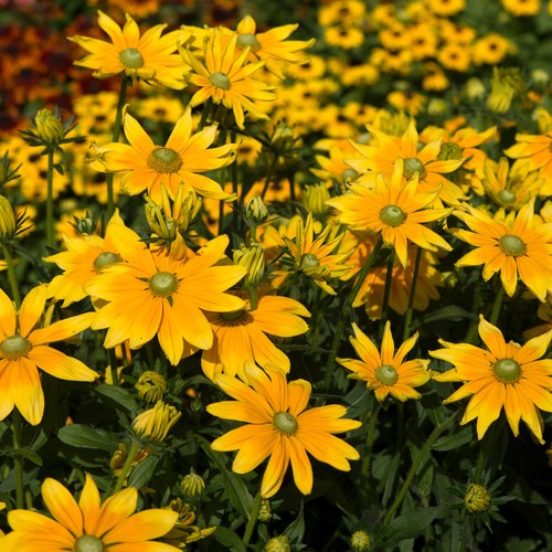 Rudbeckia prairie sun black - prairie,