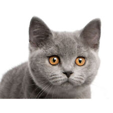 British Shorthair Kitten