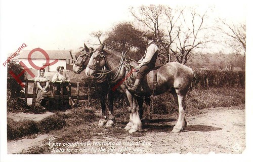 Picture postcard horses - postcard~,