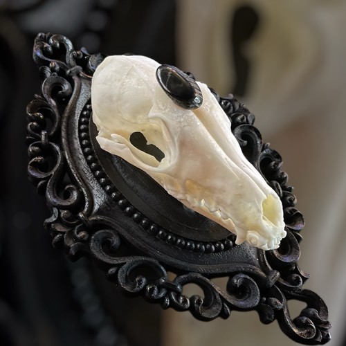 Fox skull taxidermy item real - item,