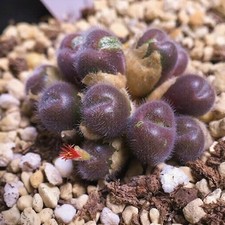 10x Conophytum Stephanii