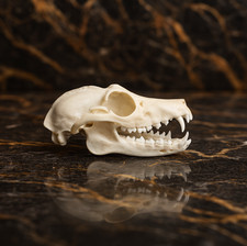 Life-Size Fruit Bat Skull