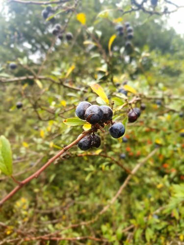1kg fresh sloe berries - 1kg,