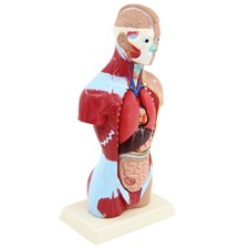 11" Human Torso Unisex Anatomy