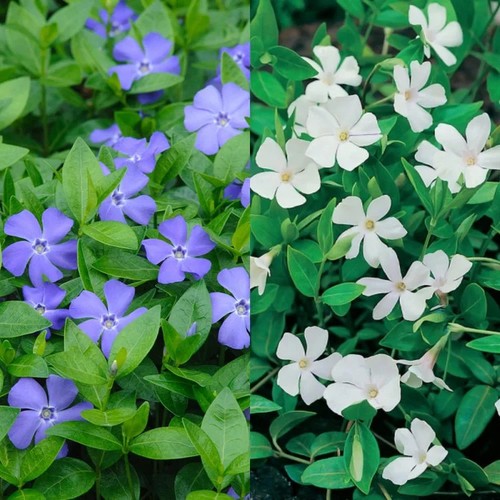 Vinca minor blue and white - vinca, mix